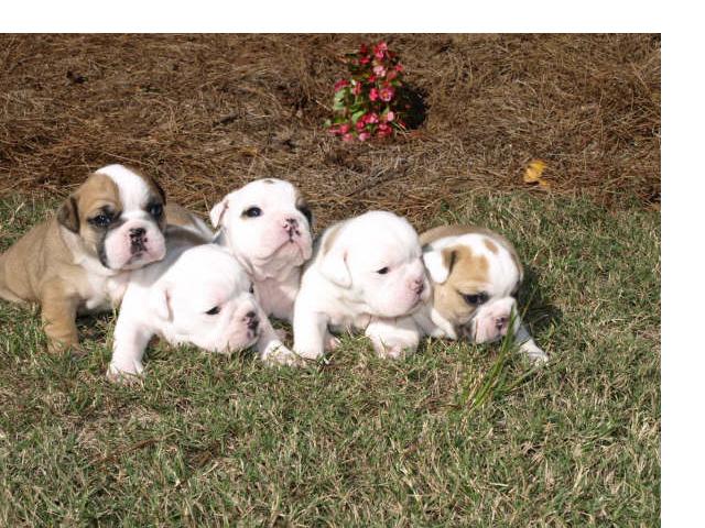 Bulldog Puppies - Georgia English Bulldog Puppies in Gwinnett County